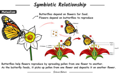 illustration of a symbiotic relationship of mutualism what happens to the flower and the butterfly