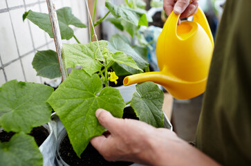 Old man gardening in home greenhouse. Men's hands hold watering can and watering the cucumber plant