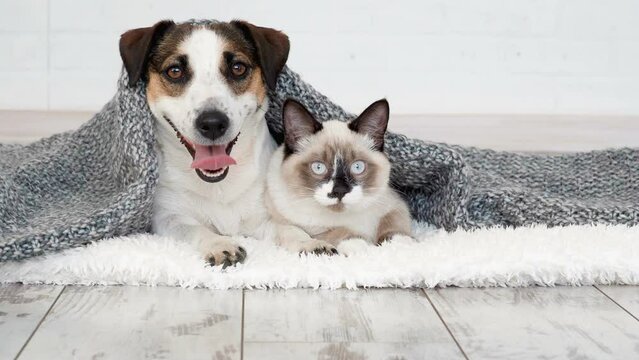 Cute kitten and puppy playing together. Cat and dog