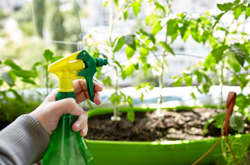Fototapeta premium Man gardening in home greenhouse. Men's hands hold spray bottle and watering the tomato plant