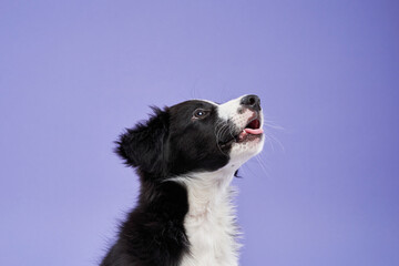 funny puppy on purple background. Border collie dog 