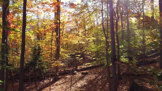 Recording with a drone flying through the forest in Niagara Glen during autumn 2022, Ontario, Canada.