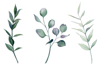 Watercolor set on a white background with sprigs of eucalyptus. Composition of eucalyptus branches