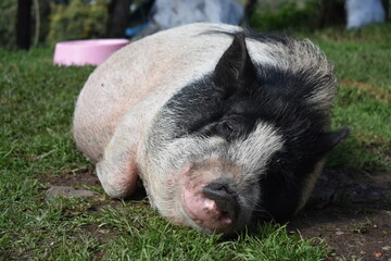 pig in the mud