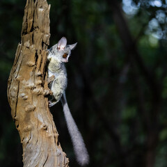 the lesser bushbaby or galago