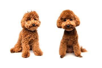 A small beautiful red poodle sits on a white background before and after grooming. Dog isolated on white background. Front view