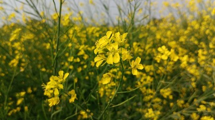 Mustard field during wind