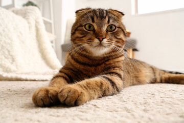 Striped Scottish fold cat lying on carpet at home