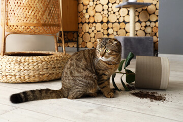Cute cat and dropped pot with houseplant on floor