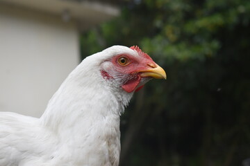ruster, animals