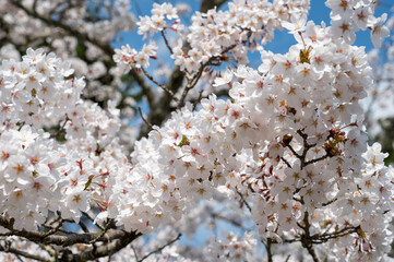 青空を背景に咲いている満開の桜の花