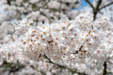 桜の花が満開に咲いている様子