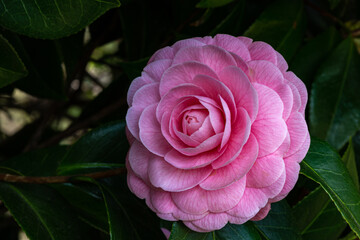 Neat and clean maiden camellia 'otometsubaki' flower in the garden.
