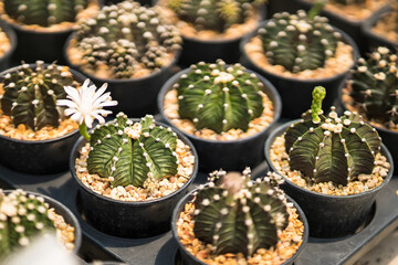 Beautiful cactus in flowerpot with sunlight for background and texture.