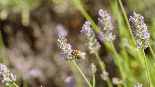 A bee sucks nectar from a blooming lavender flower