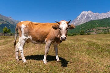 Fototapeta na wymiar Close-up of a beautiful white-red cow grazing in a meadow against the background of mountains on a sunny day and looking into the camera