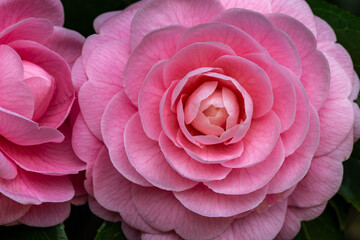 Otometsubaki camellia flowers viewed from the front.