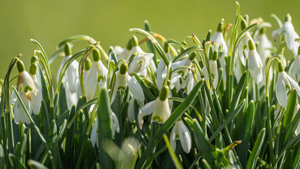 Sehr viele Schneeglöckchen mit schönem Hintergrund.