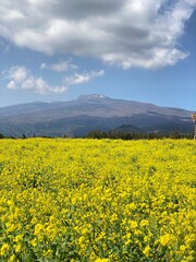 Mountain with yellow flowers
