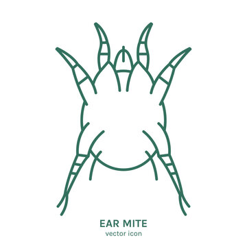 Ear mites. Common external parasites in cats and dogs.