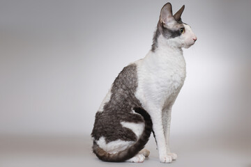 Adult male of cornish rex breed cat posing on background