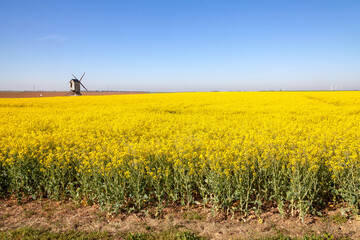 Champ de colza en floraison au printemps dans des plaines céréalières