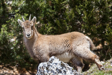 Young Alpine ibex in the South Vercors, France