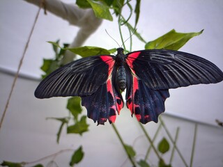 Beautiful red butterfly with black spread wings