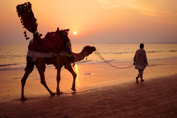 Traditional camel riding near sea with sunset