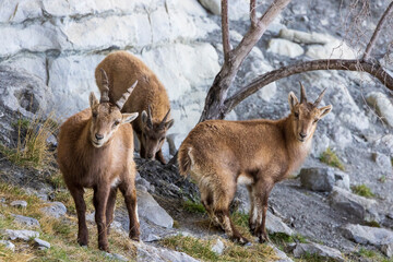 Young Alpine ibex in the South Vercors, France