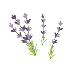 Fototapeta na wymiar Hand drawn lavender flowers. Vector illustration. Simple flat style.