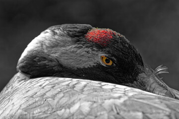 Ich sehe Dich! Kranich-Portrait 