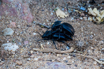 Two black Darkling beetles (Tenebrionidae) engage in an doggy-style mating behavior in the dry...