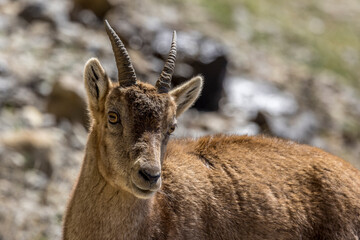 Portrait of an Alpine ibex in the Vercors, France