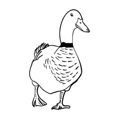 Vector sketch hand drawn duck silhouette,line art