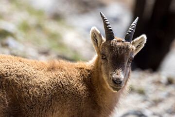Portrait of an Alpine ibex in the Vercors, France