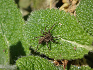 Female wolf spider (Pardosa sp.) sitting on a bright green leaf of young lamb's ear plant