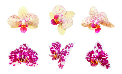Beautiful Phalaenopsis orchid flowers isolated on white background. With clipping path. Tropical flower. Collection of orchid flowers. Element for your design, mockup. Beauty and spa flower 