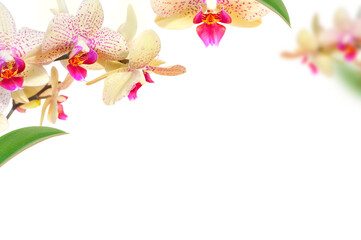 Delicate branches of Phalaenopsis orchid flowers and green leaves isolated on white background....