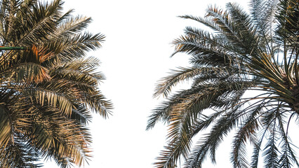 palm leaf transparent backdrop