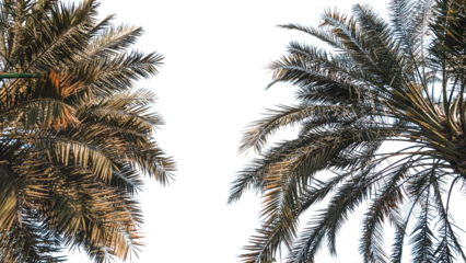 palm leaf transparent backdrop