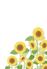 Obraz premium 淡い色彩のひまわり畑の縦フレーム