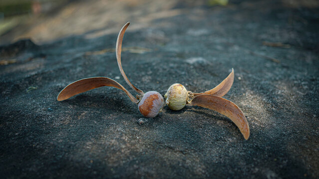 Dipterocarpus alatus, flying seed of dipterocarpus tree on stone face background.