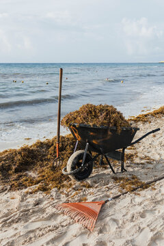 picking seaweed from sargassum on beaches of the Mayan Riviera, Playa del Carmen Mexico