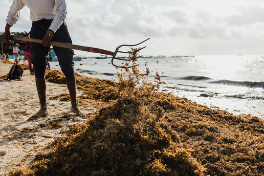 latin man cleaning a Caribbean beach in Mexico of sargasso and trash with a rake in mexican Playa del Carmen, Latin America