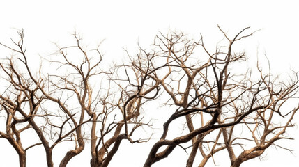 Fototapeta na wymiar Dry tree branches on isolated white background