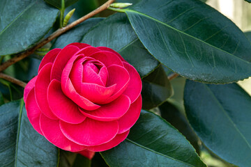 Camellia japonica 'Kouotome’ flower in the garden.