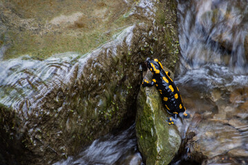 Fire Salamander on a rock in a stream of water - obrazy, fototapety, plakaty