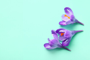 Beautiful Saffron flowers on turquoise background