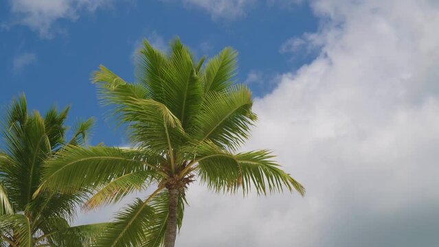View from bottom on top of palm tree with sky and clouds. Travel destinations. Bottom view texture of trunk of palm tree on background of palm leaves and blue sky. Travel concept to exotic countries.